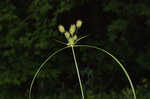 Manyflower flatsedge